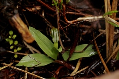 Pterostylis humilis