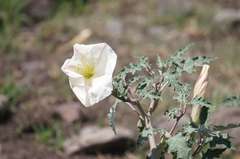 Datura ceratocaula