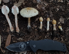 Chlorophyllum hortense