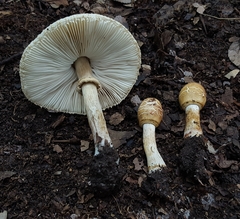Chlorophyllum hortense
