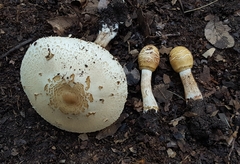 Chlorophyllum hortense