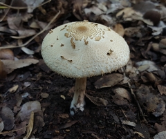 Chlorophyllum hortense