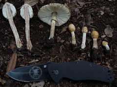 Chlorophyllum hortense