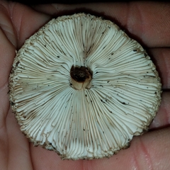 Chlorophyllum hortense