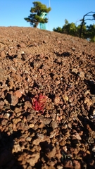 Rumex bucephalophorus