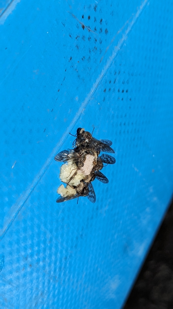 Atherix pachypus