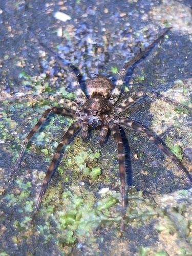 Cycloctenus robustus