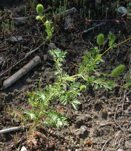 Image of Sanguisorba occidentalis by no rights reserved