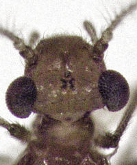Austropsocus apicipunctatus