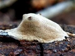 Perenniporia