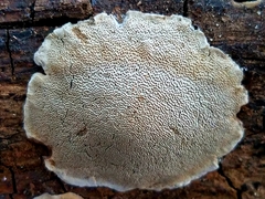 Perenniporia