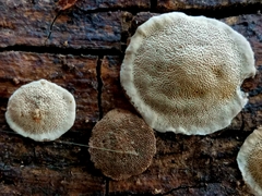 Perenniporia