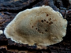 Perenniporia