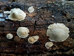 Perenniporia