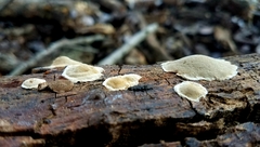 Perenniporia