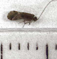 Austropsocus apicipunctatus