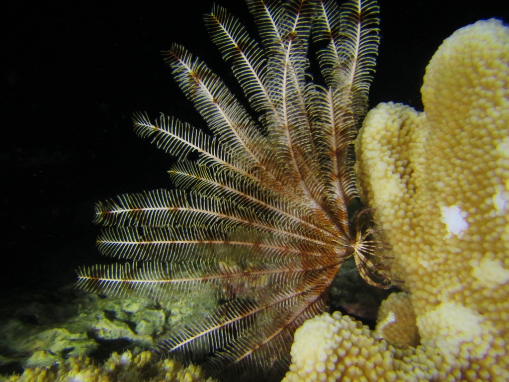 Indian feather star
