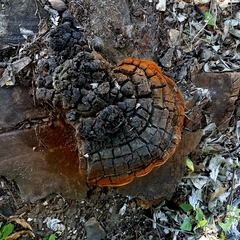 Phellinus badius