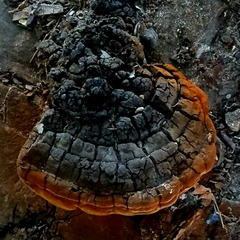 Phellinus badius