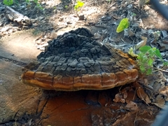 Phellinus badius