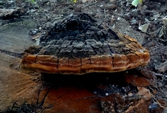 Phellinus badius
