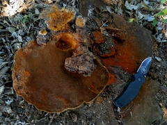 Phellinus badius