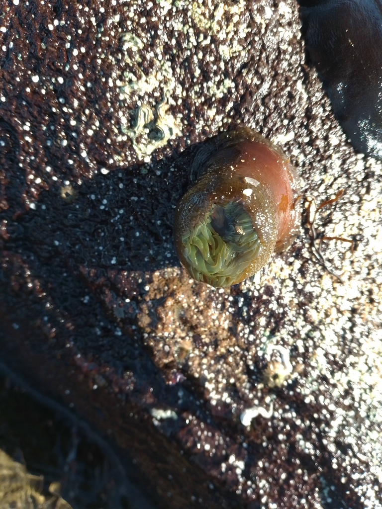 Snake Lock Breeding Green snakelock anemone from Broulee NSW 2537, Australia on July 1 ...