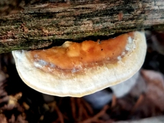 Truncospora mexicana