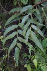 Phanerophlebia