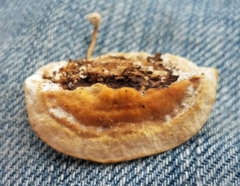 Truncospora mexicana