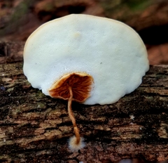 Truncospora mexicana