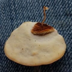 Truncospora mexicana