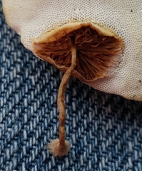 Truncospora mexicana