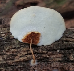 Truncospora mexicana