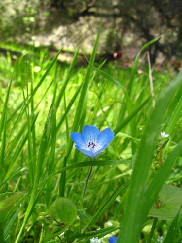 iNaturalist observation photo of Menzies' baby blue eyes