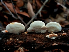 Truncospora mexicana