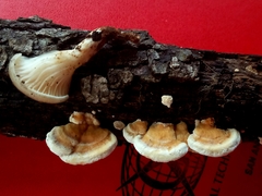 Truncospora mexicana