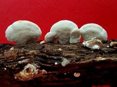 Truncospora mexicana