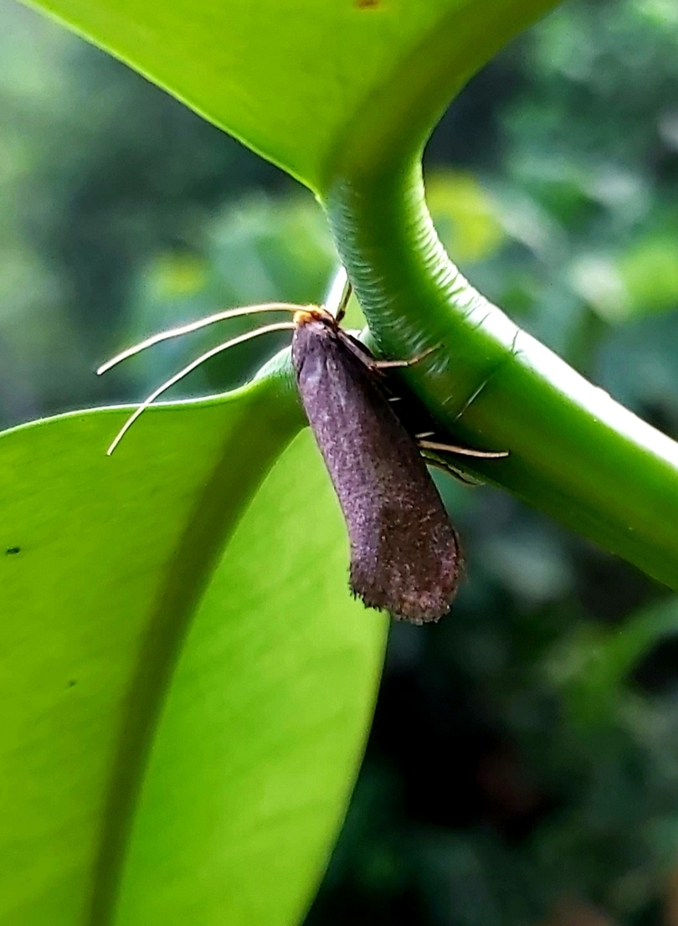 Edosa strepsineura
