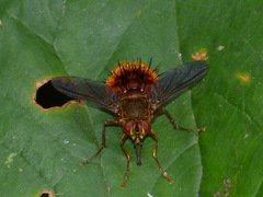 Adejeania