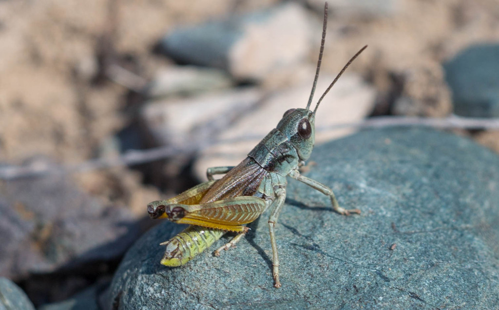 Podismopsis altaica