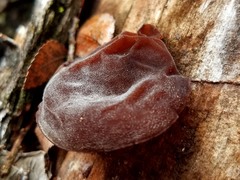 Auricularia fuscosuccinea