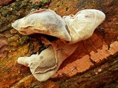 Auricularia fuscosuccinea
