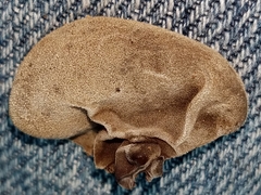 Auricularia fuscosuccinea