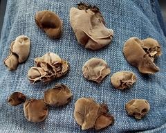 Auricularia fuscosuccinea