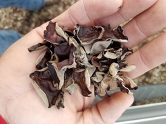 Auricularia fuscosuccinea