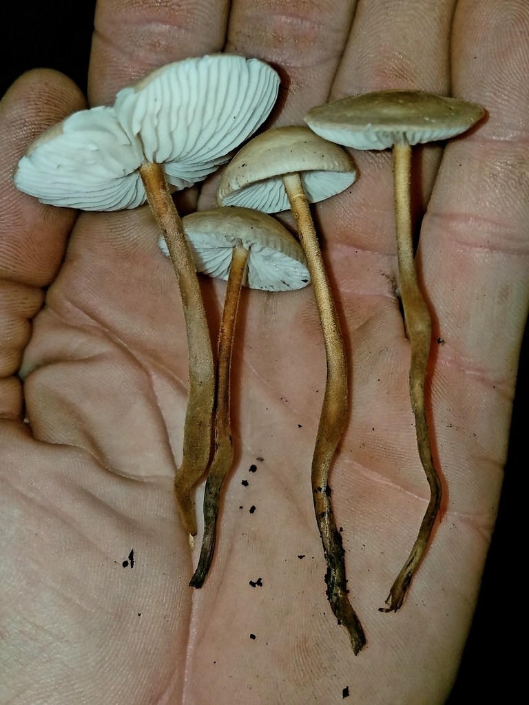 Xerula