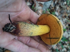 Boletus fairchildianus