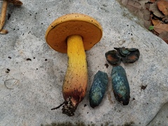 Boletus fairchildianus