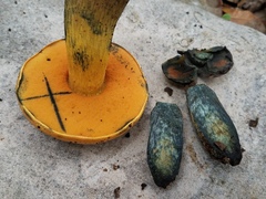 Boletus fairchildianus